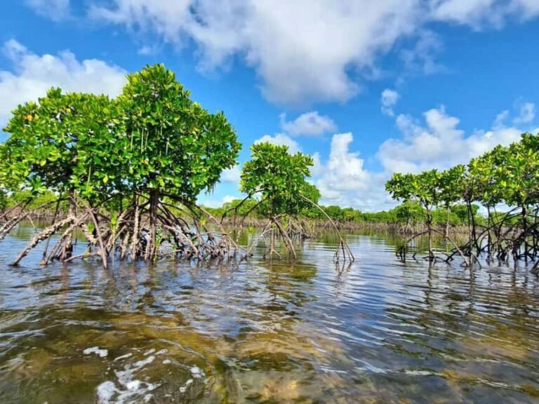Pungume island, Pungume beach, sandbank BBQ and snorkeling - Practical Details: What to Know Before You Go