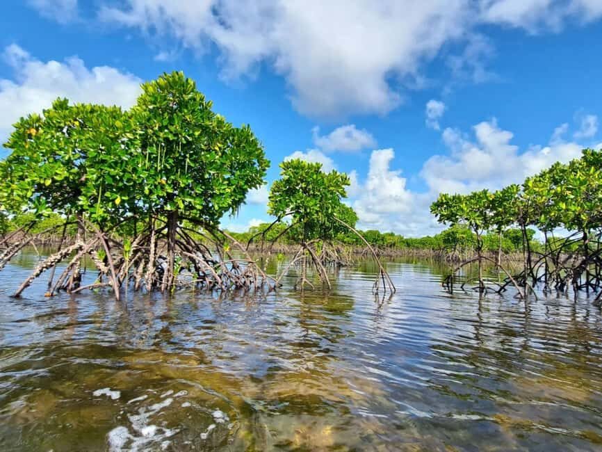 Pungume island, Pungume beach, sandbank BBQ and snorkeling - Practical Details: What to Know Before You Go