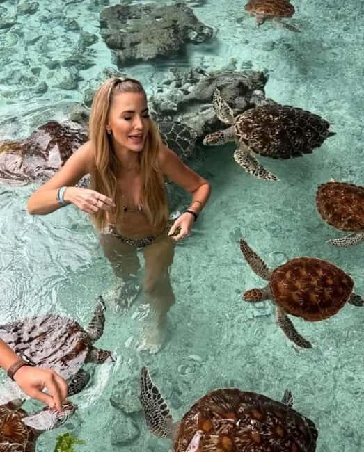 Punguume island,SandBank and Sea turtles Sanctuary with BBQ - The Full Experience: A Closer Look
