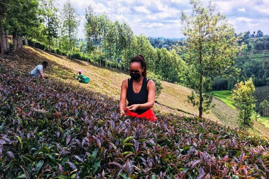 Purple Tea Farm Tour from Nairobi with Tea Tasting & lunch - The Waterfall Trek and Bamboo Forest