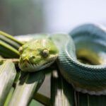 PVT Guided Tour: Sydney Opera House and Featherdale Wildlife Park - Final Thoughts: Is It Worth It?