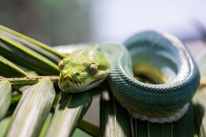 PVT Guided Tour: Sydney Opera House and Featherdale Wildlife Park - Final Thoughts: Is It Worth It?