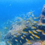 Qantab Beach: Discover Scuba Diving Experience - What to Expect from the Tour