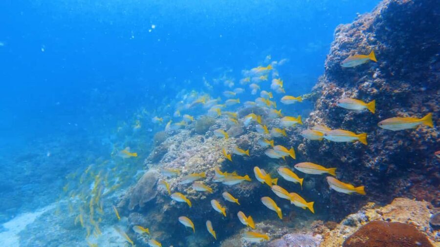 Qantab Beach: Discover Scuba Diving Experience - What to Expect from the Tour