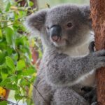 Quad Biking, Koalas and Kangaroos - Private Tour - Who Will Love This Tour?