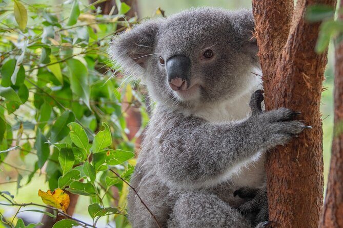 Quad Biking, Koalas and Kangaroos - Private Tour - Who Will Love This Tour?