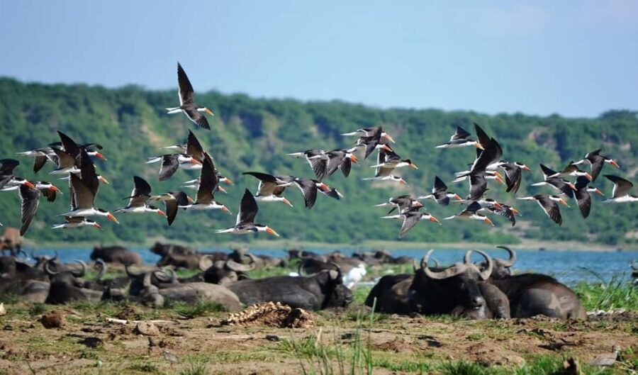 Queen Elizabeth National Park 3-Day Trip from Kampala - What You’ll Love About This Tour