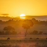 Queen Elizabeth National Park Day Safari - Practical Details and What To Expect