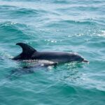Queenscliff: 1.5hr Harbour Wildlife Sightseeing Cruise Tour - Detailed Breakdown of the Experience