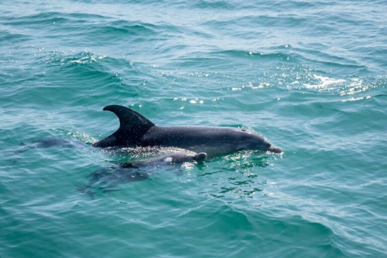 Queenscliff: 1.5hr Harbour Wildlife Sightseeing Cruise Tour - Detailed Breakdown of the Experience