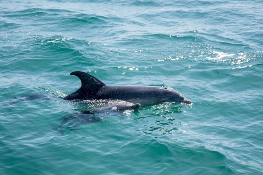Queenscliff: 1.5hr Harbour Wildlife Sightseeing Cruise Tour - Detailed Breakdown of the Experience