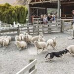 Queenstown: Queenstown Lake Cruise and Walter Peak Farm Tour - An Overview of the Tour