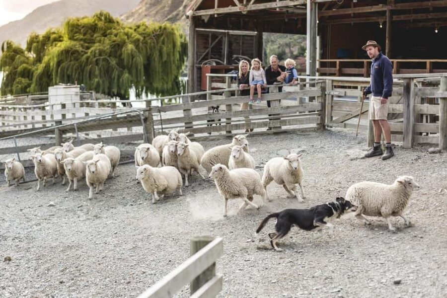 Queenstown: Queenstown Lake Cruise and Walter Peak Farm Tour - An Overview of the Tour