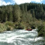 Rangitaiki River White Water Rafting from Rotorua - What Reviewers Say: Authentic Perspectives