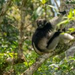 Ranomafana National Park & Antisirabe Safari 5 Days/4 Nights - Practical Details and Value Analysis