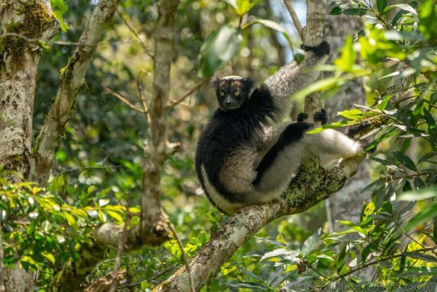 Ranomafana National Park & Antisirabe Safari 5 Days/4 Nights - Practical Details and Value Analysis