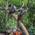 Red Colobus Monkey & Mangrove in Jozan Forest Group Tour 5+ - Practical Details of the Tour