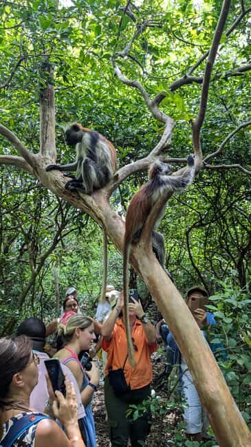 Red Colobus Monkey & Mangrove in Jozan Forest Group Tour 5+ - Practical Details of the Tour