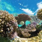 Reef Discovery Private Half Day Lagoon Tour - The Itinerary and What to Expect
