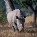 Rhino Game Drive - Mosi-oa-tunya National Park - What You Can Expect During the Drive