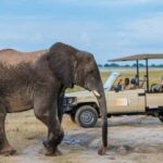 Rhino game drive - Mosi-oa-tunya national park - Why This Experience Stands Out