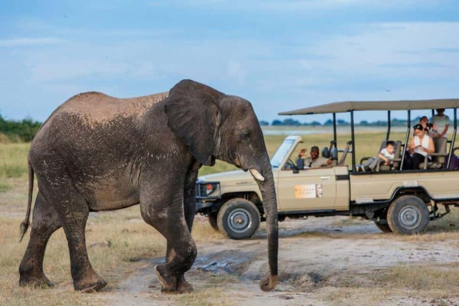 Rhino game drive - Mosi-oa-tunya national park - Why This Experience Stands Out