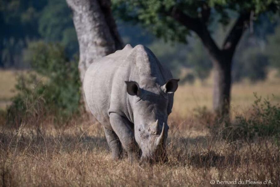 Rhino Game Drive - Mosi-oa-tunya National Park - What You Can Expect During the Drive