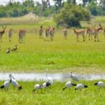 Rhino Safari game drive - Key Points