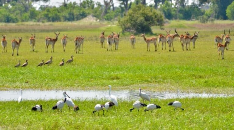 Rhino Safari game drive - Key Points