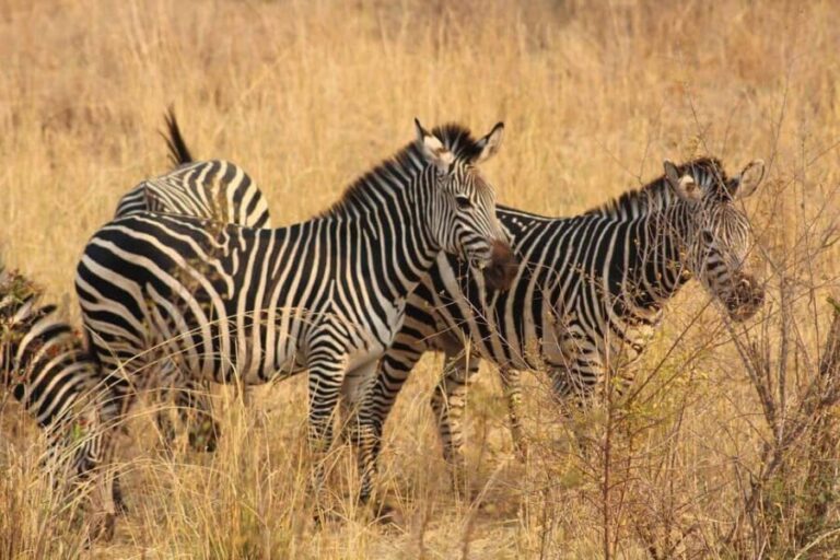 Rhino Walking Safari -Mosi -oa- Tunya National Park - Why Choose This Tour?