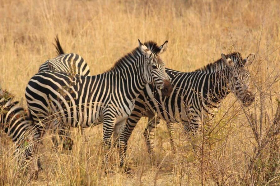 Rhino Walking Safari -Mosi -oa- Tunya National Park - Why Choose This Tour?