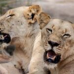 Richards Bay: Hluhluwe Imfolozi Game Reserve Safari Tour - What You’ll Love About This Tour