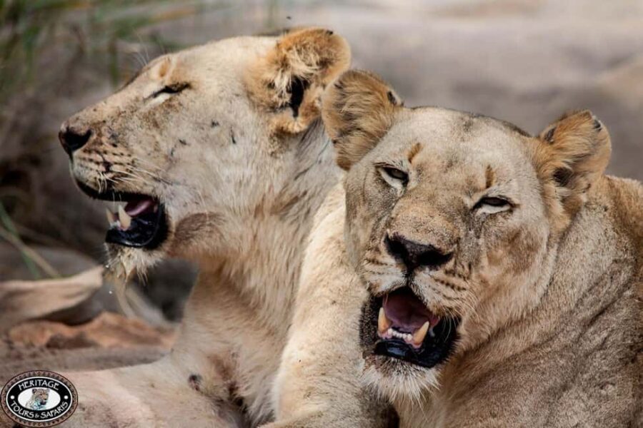 Richards Bay: Hluhluwe Imfolozi Game Reserve Safari Tour - What You’ll Love About This Tour