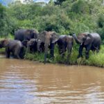 Richards Bay: Hluhluwe Imfolozi Park Excursion - Who Should Consider This Tour?
