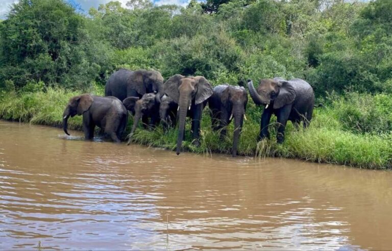 Richards Bay: Hluhluwe Imfolozi Park Excursion - Who Should Consider This Tour?