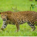 Richards Bay to Hluhluwe-Imfolozi Park Safari Full Day Tour - An In-Depth Look at the Tour