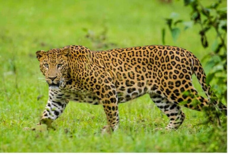 Richards Bay to Hluhluwe-Imfolozi Park Safari Full Day Tour - An In-Depth Look at the Tour