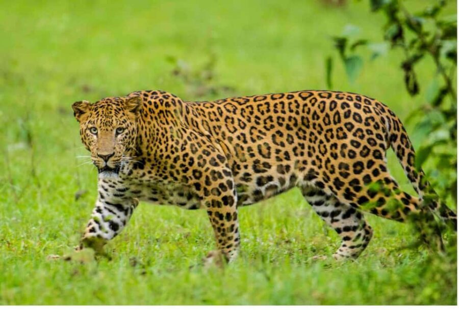 Richards Bay to Hluhluwe-Imfolozi Park Safari Full Day Tour - An In-Depth Look at the Tour