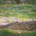 Riversong Sunset Luxury Zambezi Cruise - What Makes It Special?
