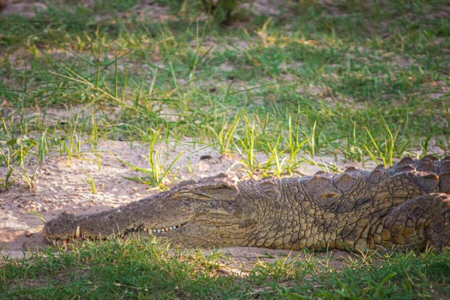 Riversong Sunset Luxury Zambezi Cruise - What Makes It Special?