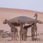 Riyadh: Nofa Wildlife Park Safari Private Tour - The Value of the Tour