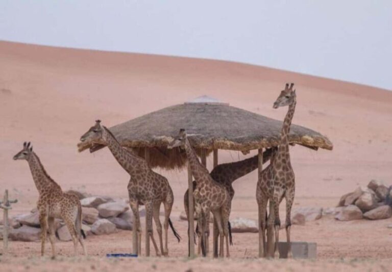 Riyadh: Nofa Wildlife Park Safari Private Tour - The Value of the Tour