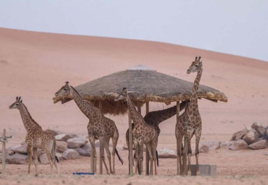 Riyadh: Nofa Wildlife Park Safari Private Tour - The Value of the Tour