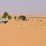 Riyadh: Open-Topped Vehicle Safari at Nofa Wildlife Park - Authentic Experiences and Hidden Details