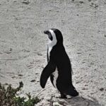 Robben Island, Penguins & Cape of Good Hope Adventure - Exploring the Highlights in Detail