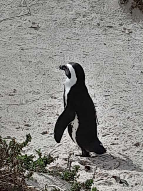 Robben Island, Penguins & Cape of Good Hope Adventure - Exploring the Highlights in Detail