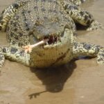 Rockhampton: Koorana Crocodile Farm Guided Tour - What to Expect from Your Crocodile Encounter