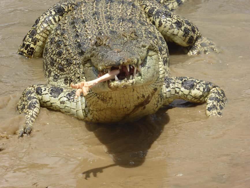 Rockhampton: Koorana Crocodile Farm Guided Tour - What to Expect from Your Crocodile Encounter