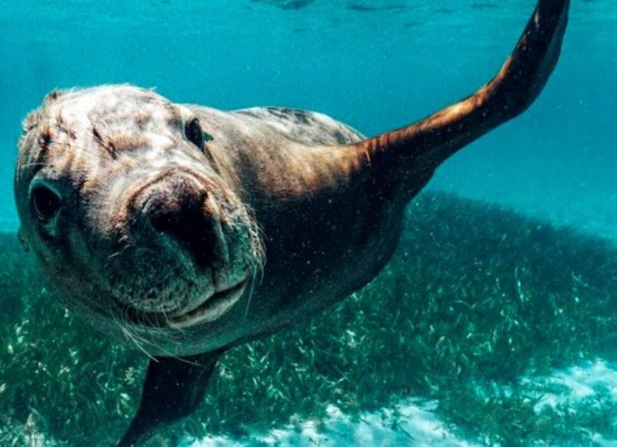 Rockingham: 3 Island Wildlife Snorkeling Cruise with Lunch - Who Is This Tour For?