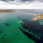 Rockingham: Shoalwater Islands Tour and Penguin Island - Penguin Island: Land of Penguins and Birds